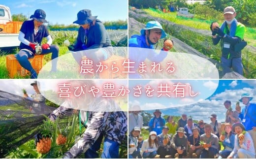 【訳あり】☆新感覚の味わい☆まるで桃のような甘～い香り　『西表島産完熟ピーチパイン』 約3.5kg