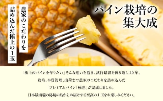 GOKUJUKU-極熟プレミアムサンドルチェ(R) 1.4kg以上 1玉　2026年　先行予約 パイナップル 沖縄 高糖度秀品 贈答用 贈り物 パイン 果物 フルーツ デザート 希少 西表島