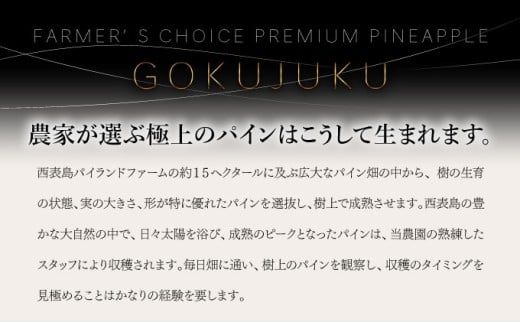 GOKUJUKU-極熟プレミアムサンドルチェ(R) 1.4kg以上 1玉　2026年　先行予約 パイナップル 沖縄 高糖度秀品 贈答用 贈り物 パイン 果物 フルーツ デザート 希少 西表島