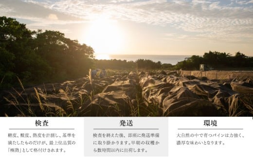 GOKUJUKU-極熟プレミアムサンドルチェ(R) 1.4kg以上 1玉　2026年　先行予約 パイナップル 沖縄 高糖度秀品 贈答用 贈り物 パイン 果物 フルーツ デザート 希少 西表島