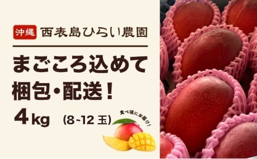 マンゴー 先行予約 沖縄 アップルマンゴー 約4kg 8～12玉 西表島 ひらい農園 2026年 発送 果物 フルーツ デザート 完熟 濃厚