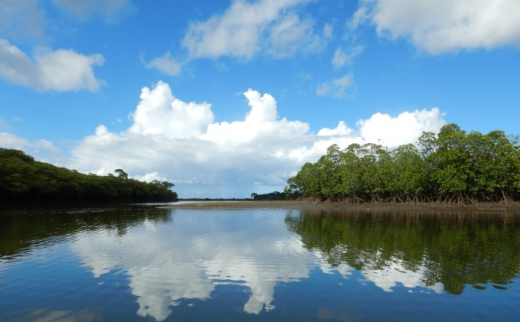 西表島マングローブカヌー＋ピナイサーラの滝 半日プラン・島てぬぐい付 1名様
