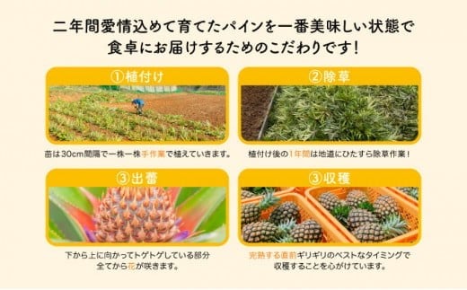 【訳あり】☆新感覚の味わい☆桃のような芳醇な香りのする　『西表島産完熟ピーチパイン』 約1.6kg