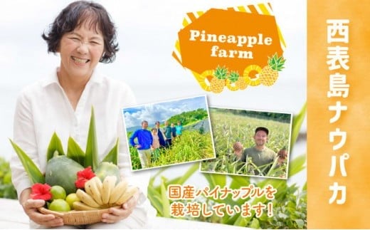 【訳あり】☆新感覚の味わい☆桃のような芳醇な香りのする　『西表島産完熟ピーチパイン』 約1.6kg