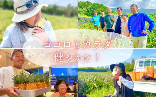 ☆新感覚の味わい☆桃のような芳醇な香りのする　『西表島産完熟ピーチパイン』 約1.2kg（2～3個入）