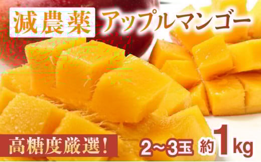 2026年 先行予約 【高糖度厳選】プレミアム完熟マンゴー1kg 2～3玉(栽培期間中 減農薬栽培) アナナス農園 完熟 マンゴー 果物 フルーツ