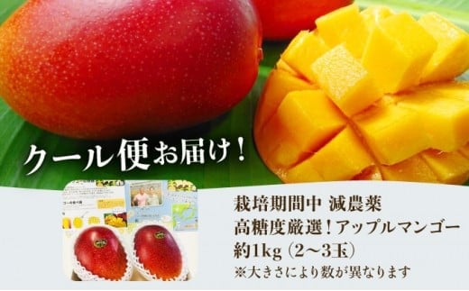 2026年 先行予約 【高糖度厳選】プレミアム完熟マンゴー1kg 2～3玉(栽培期間中 減農薬栽培) アナナス農園 完熟 マンゴー 果物 フルーツ