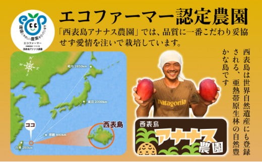 2026年 先行予約 【高糖度厳選】プレミアム完熟マンゴー1kg 2～3玉(栽培期間中 減農薬栽培) アナナス農園 完熟 マンゴー 果物 フルーツ