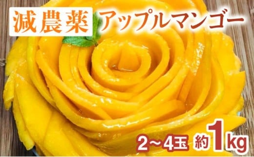 2026年 先行予約 栽培期間中 減農薬 アップルマンゴー 約1kg 2～4玉 アナナス農園 完熟 マンゴー 果物 フルーツ