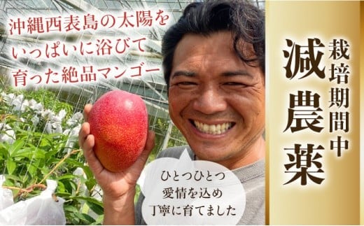2026年 先行予約 栽培期間中 減農薬 アップルマンゴー 約1kg 2～4玉 アナナス農園 完熟 マンゴー 果物 フルーツ