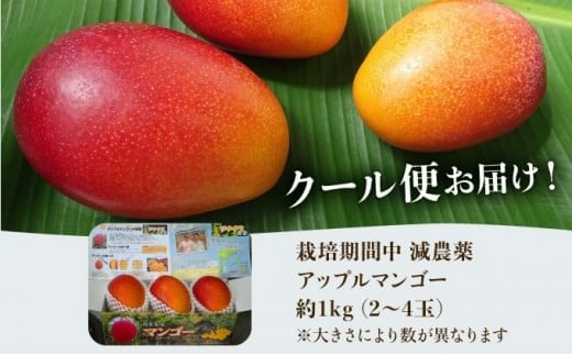 2026年 先行予約 栽培期間中 減農薬 アップルマンゴー 約1kg 2～4玉 アナナス農園 完熟 マンゴー 果物 フルーツ