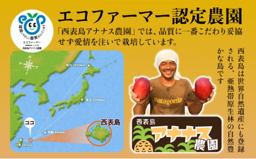 2026年 先行予約 栽培期間中 減農薬 アップルマンゴー 約1kg 2～4玉 アナナス農園 完熟 マンゴー 果物 フルーツ