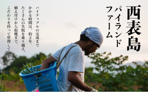 定期便3ヶ月4回 熟鮮スナックパイン 熟鮮ピーチパイン 熟鮮サンドルチェ(R) 3種の旬のパインと アップルマンゴーセット 2026年 先行予約 産地直送 沖縄 西表島