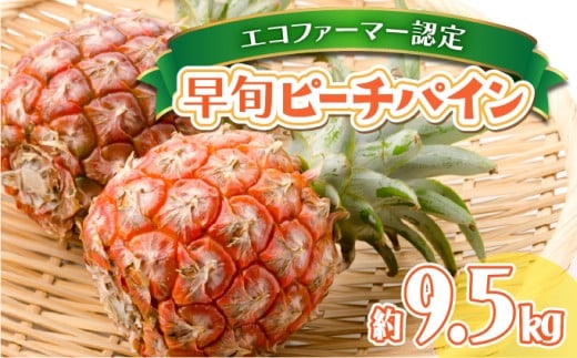 夏まで待ちきれない！ 早旬ピーチパイン 約9.5kg 【P-SOU】2026年 先行予約 ★たっぷり大家族サイズ★ 西表島 初エコファーマー認定【036-a007_2026】