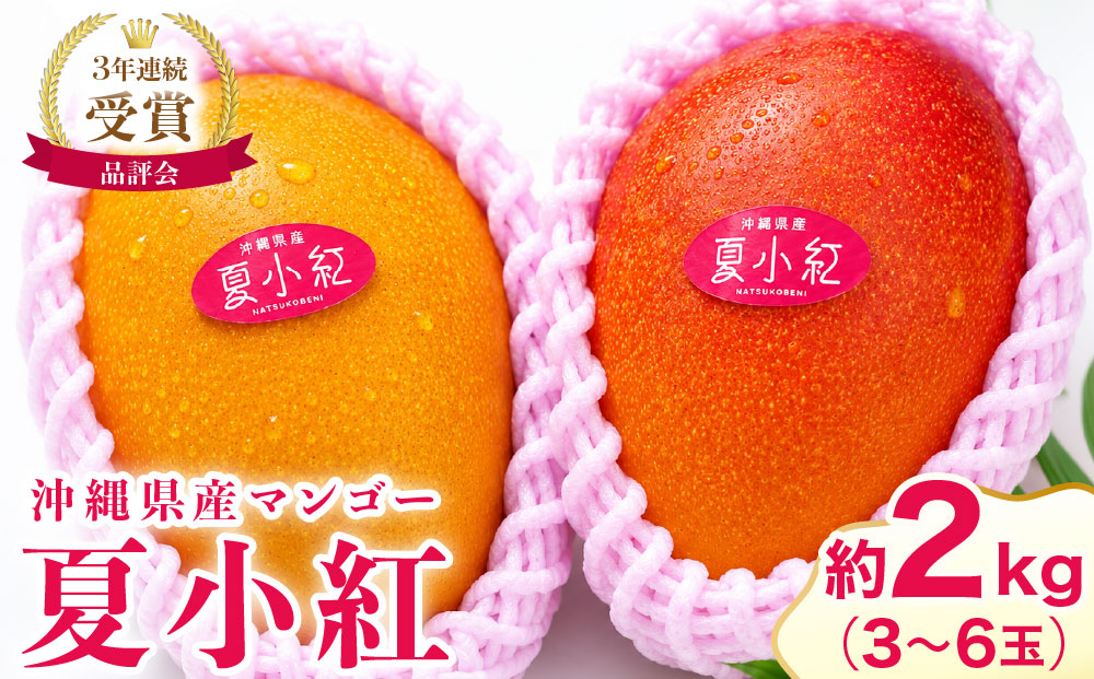 2026年 先行予約 マンゴー 夏小紅 約2kg 3～6玉 ますみ農園 甘味 スッキリ 果物 フルーツ