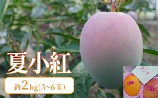 2026年 先行予約 マンゴー 夏小紅 約2kg 3～6玉 ますみ農園 甘味 スッキリ 果物 フルーツ