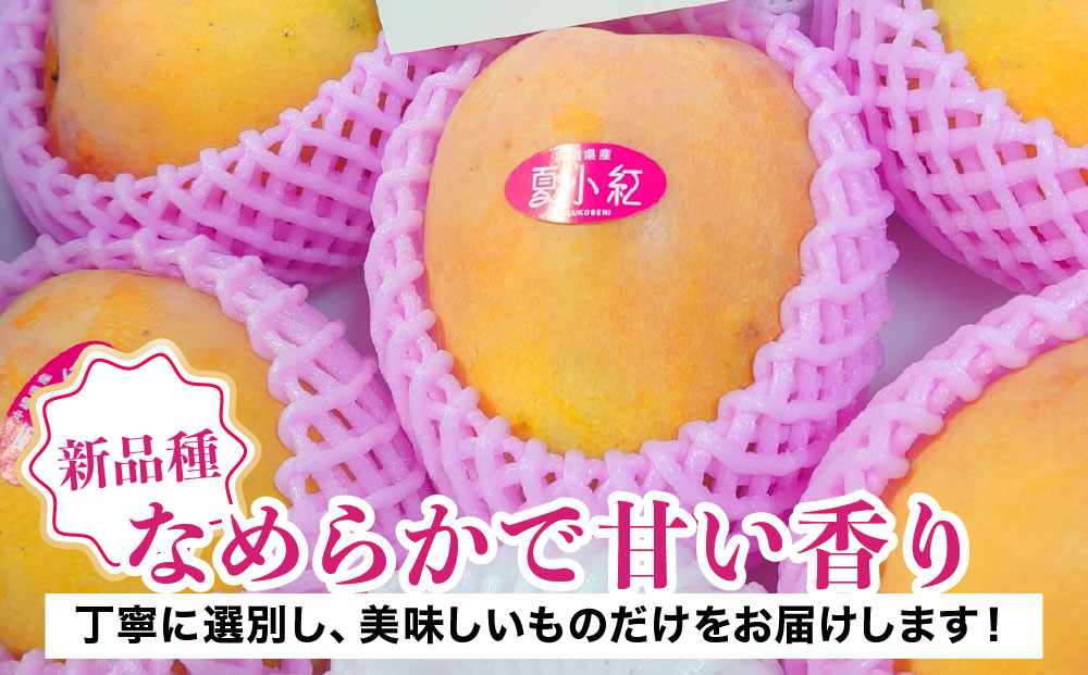 2026年 先行予約 マンゴー 夏小紅 約2kg 3～6玉 ますみ農園 甘味 スッキリ 果物 フルーツ