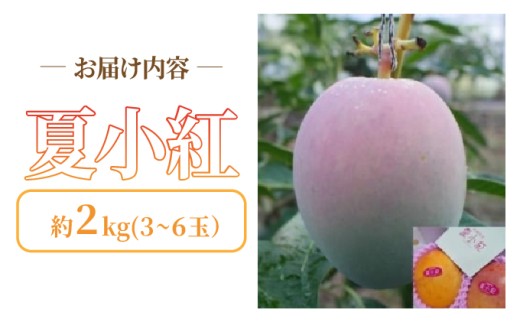 2026年 先行予約 マンゴー 夏小紅 約2kg 3～6玉 ますみ農園 甘味 スッキリ 果物 フルーツ