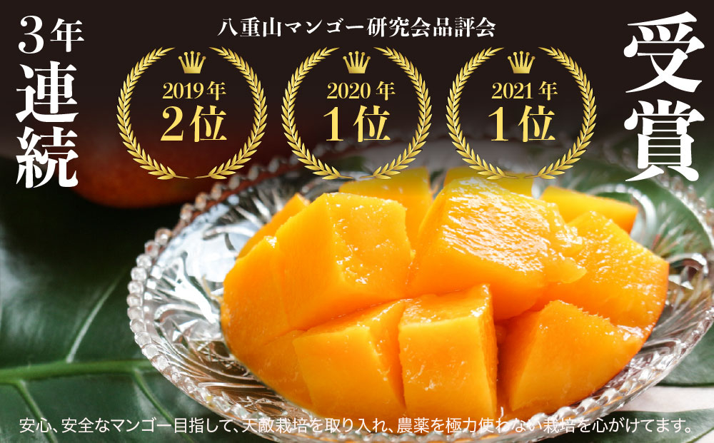 2026年 先行予約 マンゴー 夏小紅 約2kg 3～6玉 ますみ農園 甘味 スッキリ 果物 フルーツ