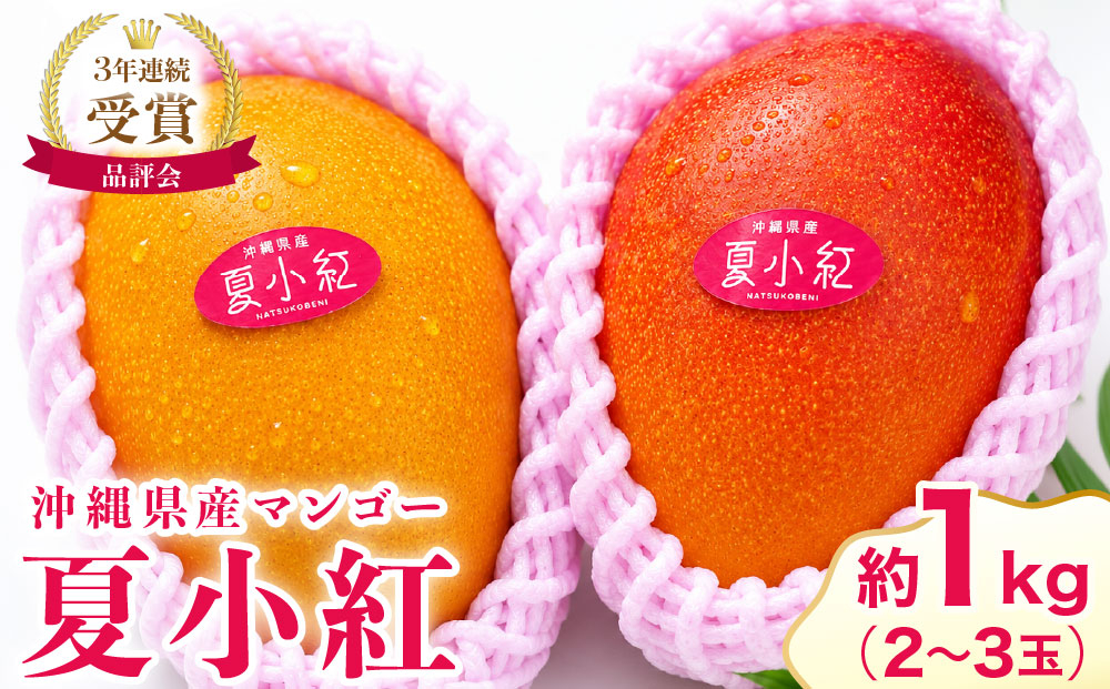 2026年 先行予約 マンゴー 夏小紅 約1kg 2～3玉 ますみ農園 甘味 スッキリ 果物 フルーツ