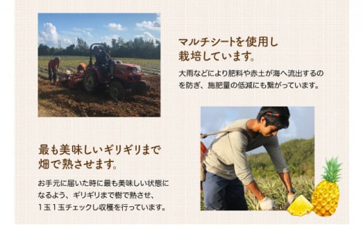 2026年 先行予約 マンゴー 約1.8kg 2～4玉 希少品種濃密 キーツマンゴー 高糖度保証！農園ファイミール 果物 フルーツ