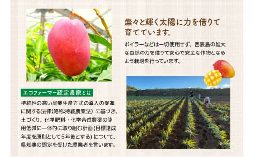 2026年 先行予約 マンゴー 約1.8kg 2～4玉 希少品種濃密 キーツマンゴー 高糖度保証！農園ファイミール 果物 フルーツ