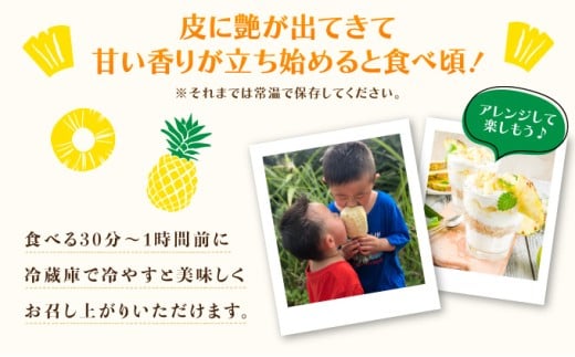 2026年 先行予約 最高級 パイン 完熟 ゴールドバレル  1.0kg以上 大玉1玉 果物 フルーツ パイナップル