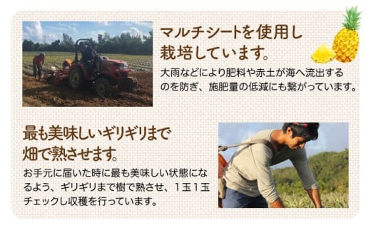 2026年 先行予約 最高級 パイン 完熟 ゴールドバレル  1.0kg以上 大玉1玉 果物 フルーツ パイナップル
