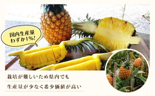 2026年 先行予約 最高級 パイン 完熟 ゴールドバレル  1.0kg以上 大玉1玉 果物 フルーツ パイナップル