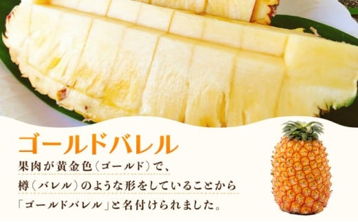 2026年 先行予約 最高級 パイン 完熟 ゴールドバレル  1.0kg以上 大玉1玉 果物 フルーツ パイナップル