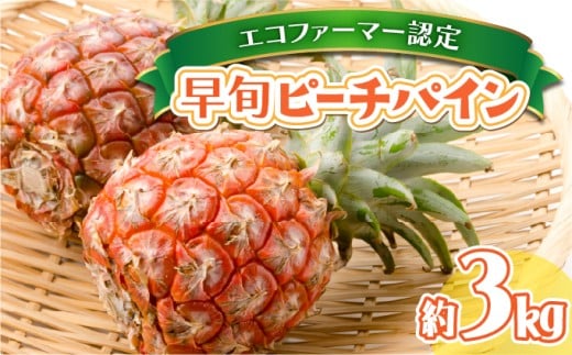 夏まで待ちきれない！早旬ピーチパイン 約3kg【E-SOU】　2026年 先行予約 栽培期間中 農薬不使用 西表島 初エコファーマー認定【036-a001_2026】