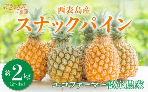知名度NO.1！糖度が高く真っ黄色な新感覚パイン☆　ちぎって食べるスナックパイン2kg（2～4玉）