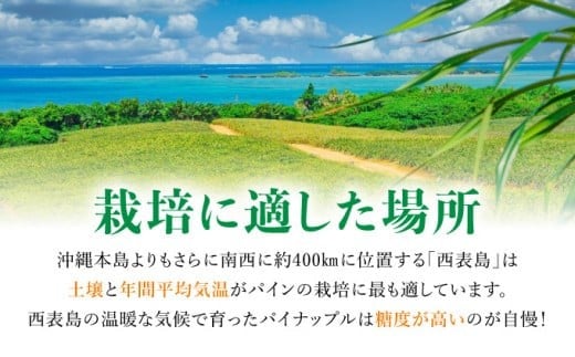 知名度NO.1！糖度が高く真っ黄色な新感覚パイン☆　ちぎって食べるスナックパイン2kg（2～4玉）