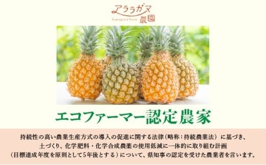 アララガマ農園発祥のピーチパイン。香り高く女性人気NO.1！国内流通量1％未満、幻の完熟ピーチパイン　ピーチパイン2kg（2～4玉）