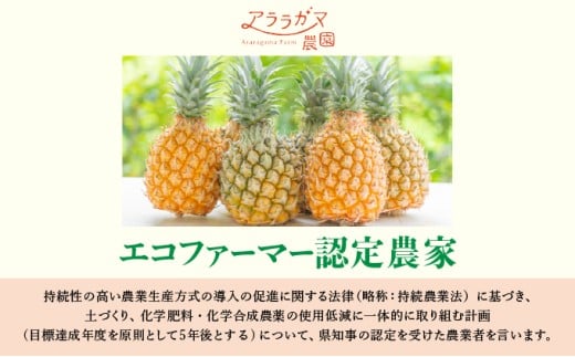 アララガマ農園発祥のピーチパイン。香り高く女性人気NO.1！国内流通量1％未満、幻の完熟ピーチパイン　ピーチパイン2kg（2～4玉）