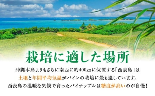 アララガマ農園発祥のピーチパイン。香り高く女性人気NO.1！国内流通量1％未満、幻の完熟ピーチパイン　ピーチパイン2kg（2～4玉）