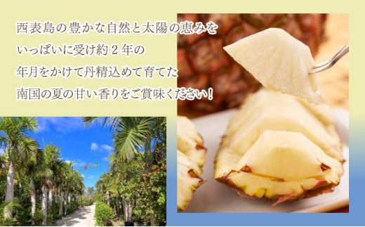 2026年 先行予約 ミニ ピーチパイン 約4.5kg 9玉～12玉ちゅら西表島産!! 完熟 パイン 果物 フルーツ パイナップル