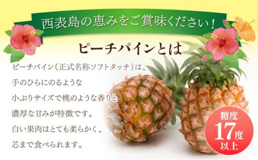 2026年 先行予約 ミニ ピーチパイン 約4.5kg 9玉～12玉ちゅら西表島産!! 完熟 パイン 果物 フルーツ パイナップル