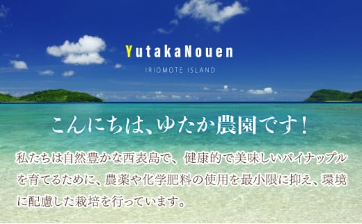 2026年 先行予約 ミニ ピーチパイン 約3kg 5玉～8玉ちゅら西表島産!! 完熟 パイン 果物 フルーツ パイナップル