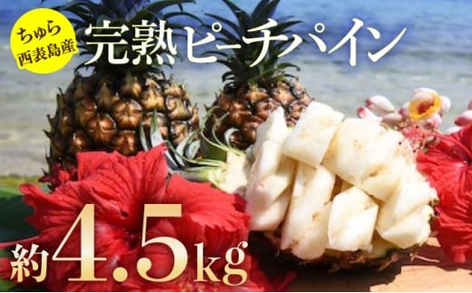 2026年 先行予約 ピーチパイン 約4.5kg 5玉～8玉 ちゅら西表島産!! ゆたか農園 完熟 パイン 果物 フルーツ パイナップル
