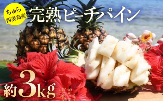 2026年 先行予約 ピーチパイン 約3kg 3玉～5玉 ちゅら西表島産!! ゆたか農園 完熟 パイン 果物 フルーツ パイナップル
