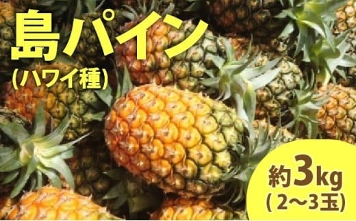 2026年 先行予約 島パイン (ハワイ種) 約3kg (2～3玉) ますみ農園 ”蜜たっぷり” パイン パイナップル 果物 フルーツ