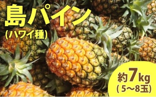 2026年 先行予約 島パイン (ハワイ種) 約7kg (5～8玉) ますみ農園 ”蜜たっぷり” パイン パイナップル 果物 フルーツ
