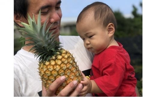 2026年 先行予約 島パイン (ハワイ種) 約7kg (5～8玉) ますみ農園 ”蜜たっぷり” パイン パイナップル 果物 フルーツ