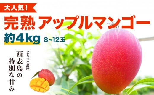 2026年 先行予約 アップルマンゴー 約4kg (8～12玉) 完熟 マンゴー ますみ農園 果物 フルーツ