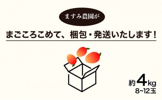 2026年 先行予約 アップルマンゴー 約4kg (8～12玉) 完熟 マンゴー ますみ農園 果物 フルーツ