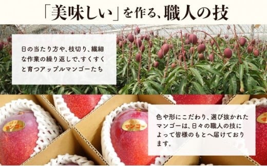 2026年 先行予約 アップルマンゴー 約4kg (8～12玉) 完熟 マンゴー ますみ農園 果物 フルーツ