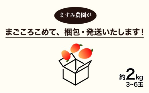 2026年 先行予約 アップルマンゴー 約2kg (3～6玉) 完熟 マンゴー ますみ農園 果物 フルーツ