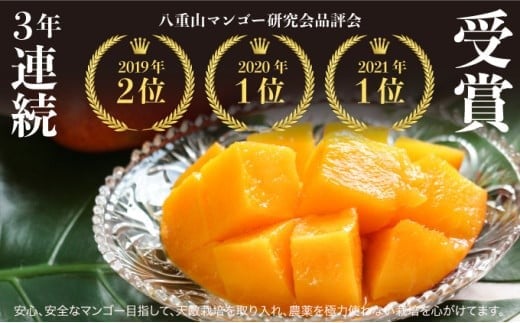 2026年 先行予約 アップルマンゴー 約1kg (2～4玉) 完熟 マンゴー ますみ農園 果物 フルーツ