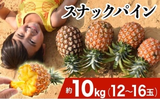 2026年 先行予約 スナックパイン 約10kg 12～16玉 西表島ひらい農園 パイナップル 果物 フルーツ パイン